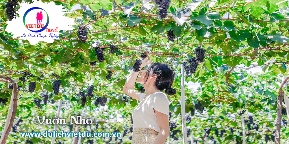Du lịch Ninh Chữ Vĩnh Hy 2 ngày 2 đêm – Team Building – Gala Dinner