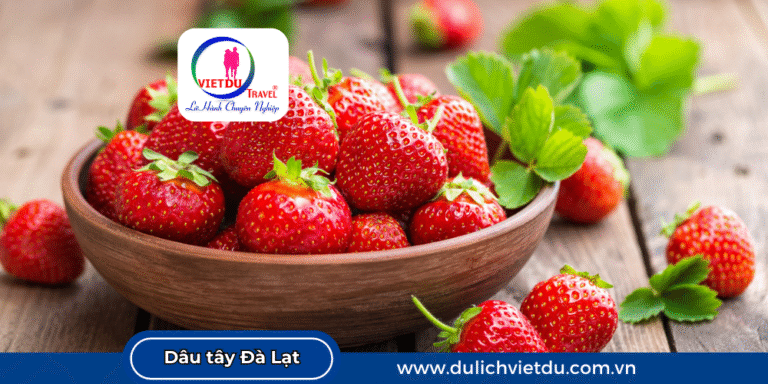 Vườn dâu Đà Lạt