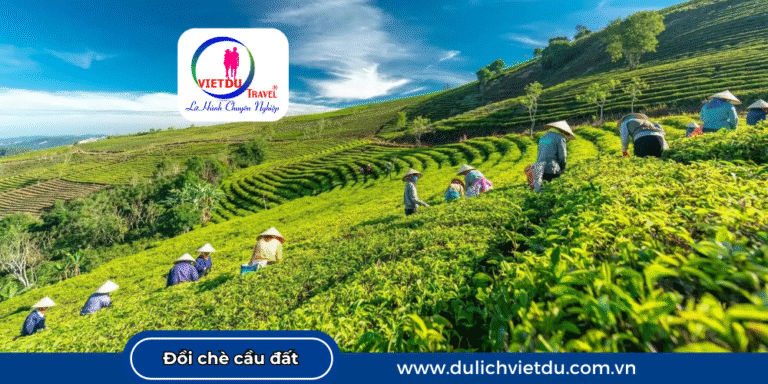 Đồi chè cầu đất Đà Lạt