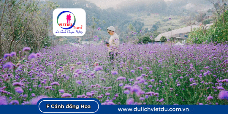 F Cánh đồng Hoa Đà Lạt
