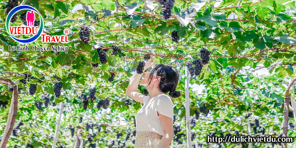 Tour Đảo Bình Hưng Đảo Bình Ba 3 ngày 3 đêm (Team Building – Gala Dinner)