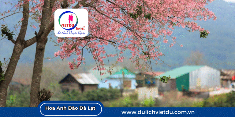 Mùa Hoa Anh Đào Đà Lạt