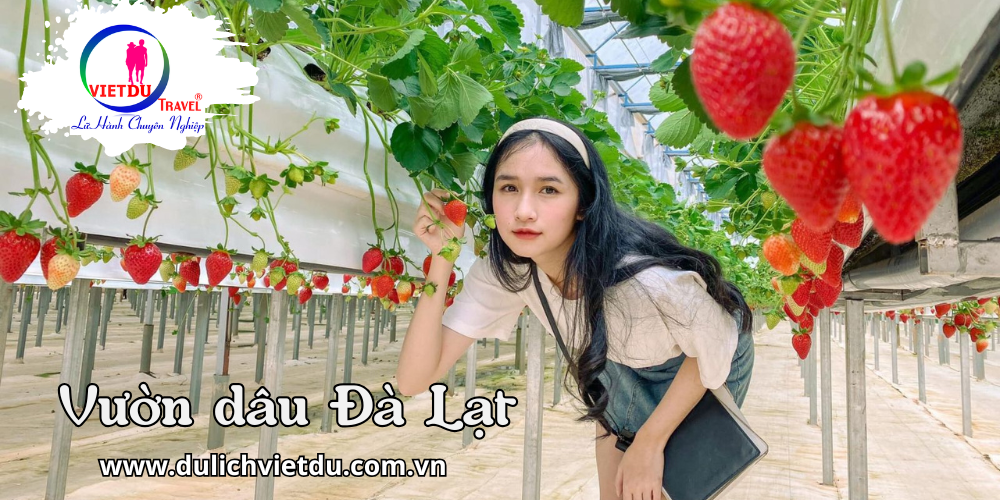 Tour du lịch Đà Lạt 3 ngày 2 đêm ( Cồng chiên – Gala Dinner)