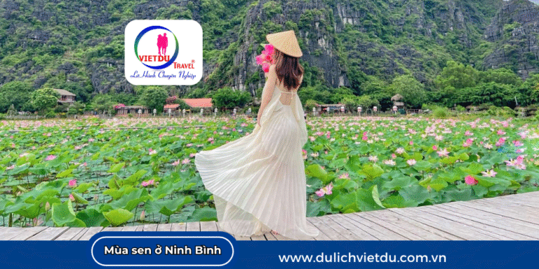 Hoa sen Ninh Bình