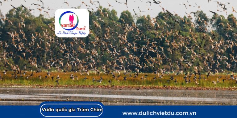 Bí kíp đến du lịch vườn quốc gia Tràm Chim