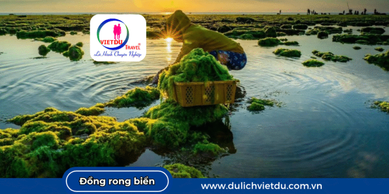Cánh đồng rong biển Ninh Thuận