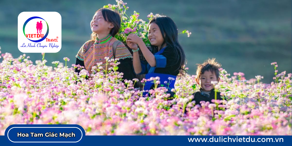 Mùa hoa Tam Giác Mạch