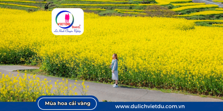 Mùa hoa cải vàng Đà Lạt