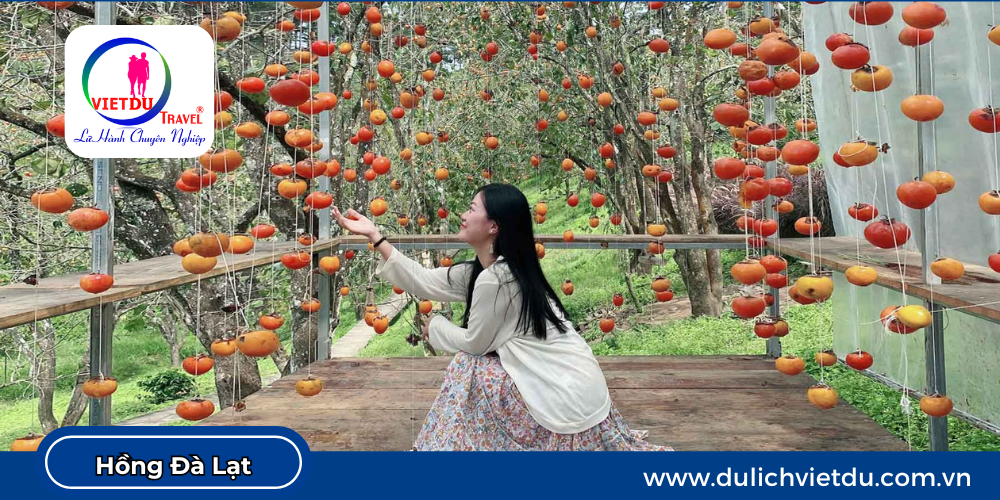 Hồng Đà Lạt