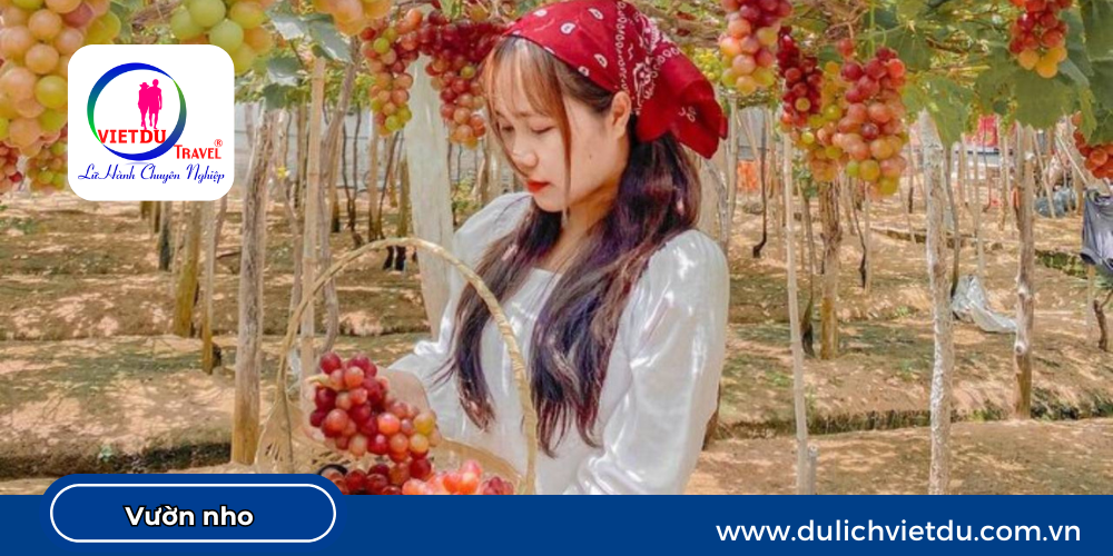 Vườn nho Ninh Thuận