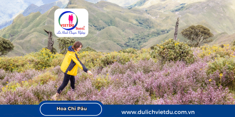 Mùa hoa Chi Pâu Yên Bái