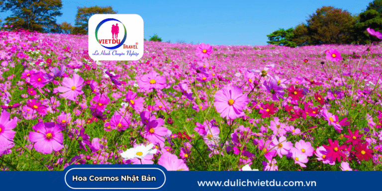 Cánh đồng hoa Cosmos Nhật Bản