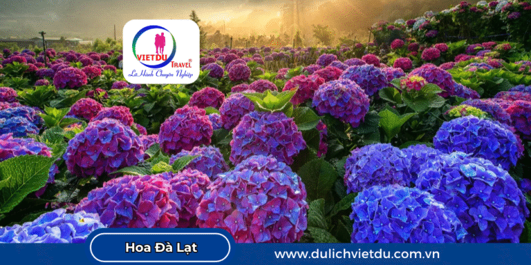 16 loài hoa nổi bật nhất xứ sở mù sương