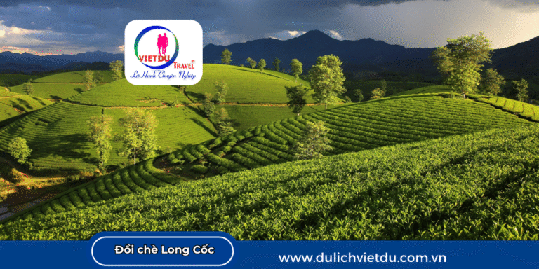 Đồi chè Long Cốc Phú Thọ