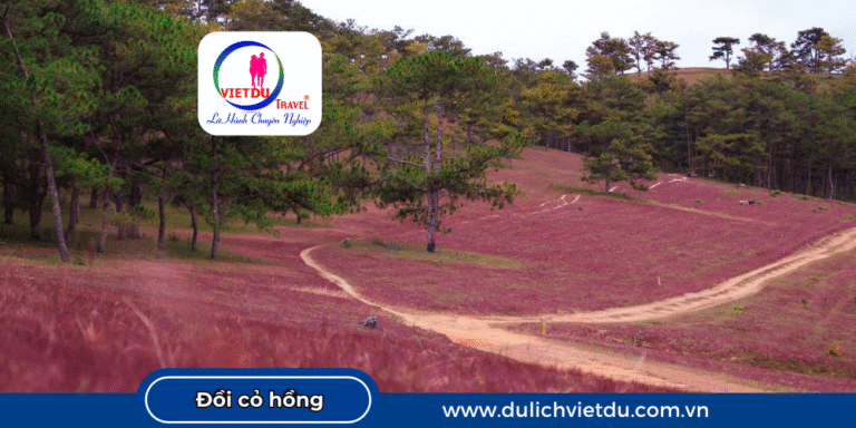Đồi cỏ hồng Đà Lạt đẹp và quyến rũ
