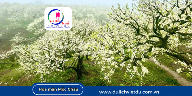 Mùa hoa mận Mộc Châu