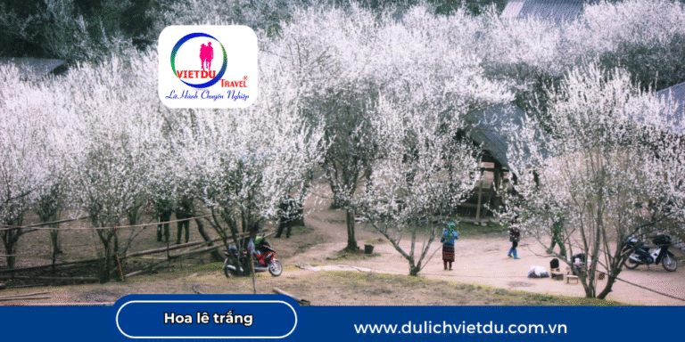 Mùa hoa lê trắng Hà Giang