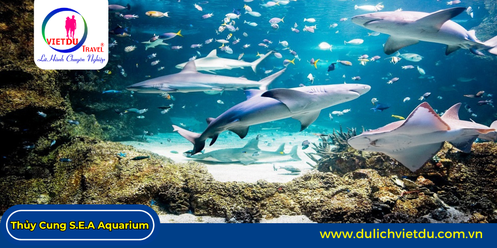 Thủy Cung S.E.A Aquarium