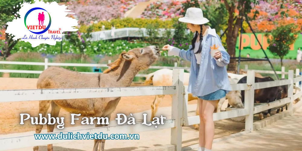 Du lịch Đà Lạt 3 ngày 3 đêm (BBQ Thung lũng đèn)