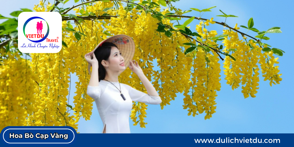 Hoa Bò Cạp Vàng