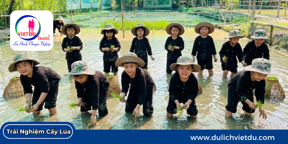 Trải Nghiệm Cấy Lúa